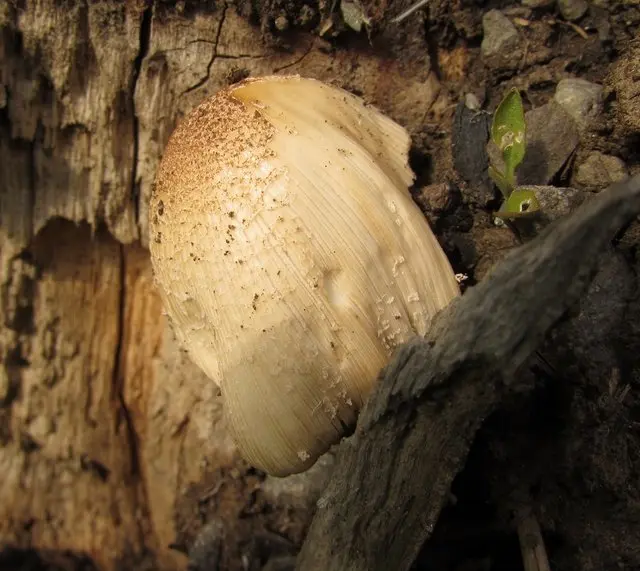 April. mushroom discoveries.