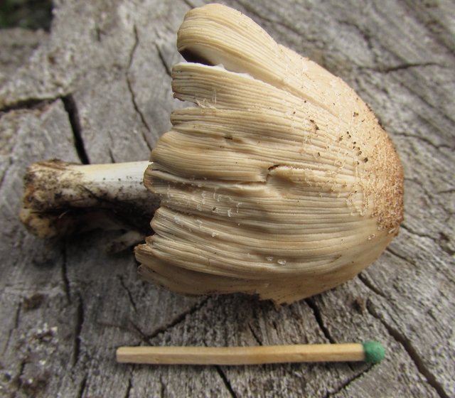 April. mushroom discoveries.