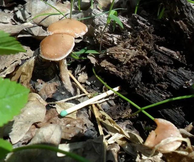 April. mushroom discoveries.