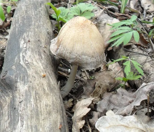 April. mushroom discoveries.