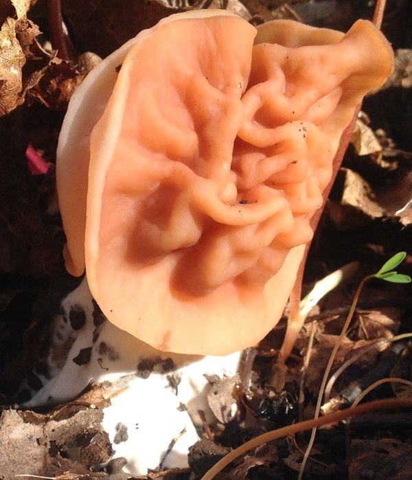 April. mushroom discoveries.