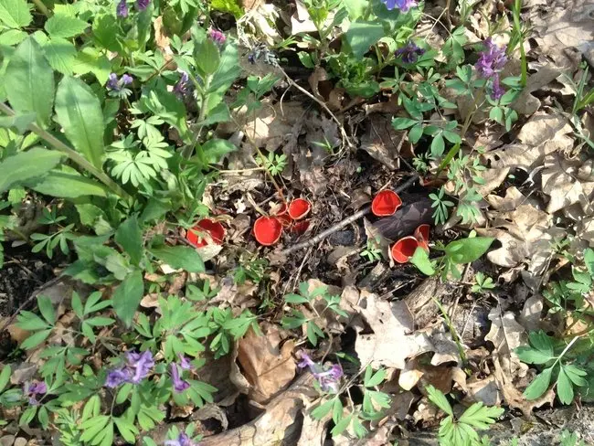 April. mushroom discoveries.