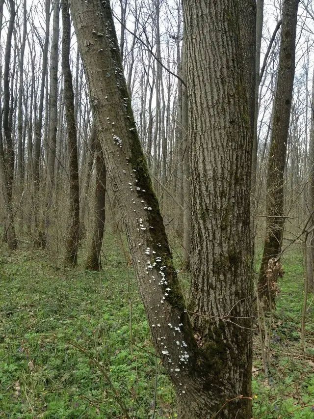 April. mushroom discoveries.