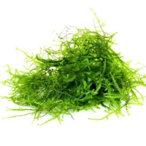 Aquarium plants: main varieties, vegetation from the encyclopedia AquaScapeClub.com