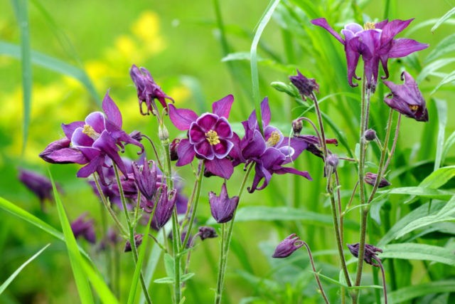 Aquilegia (catchment): photo of flowers in the flower bed and in the garden