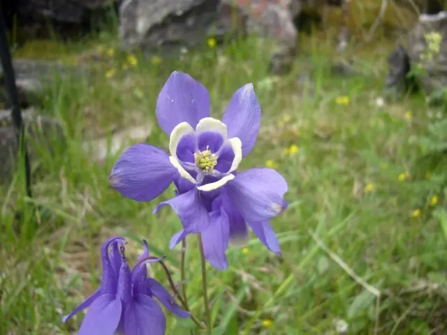 Aquilegia (catchment): photo of flowers in the flower bed and in the garden