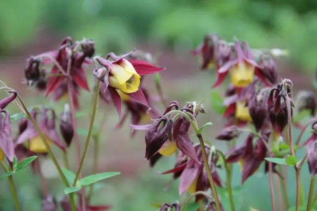 Aquilegia (catchment): photo of flowers in the flower bed and in the garden