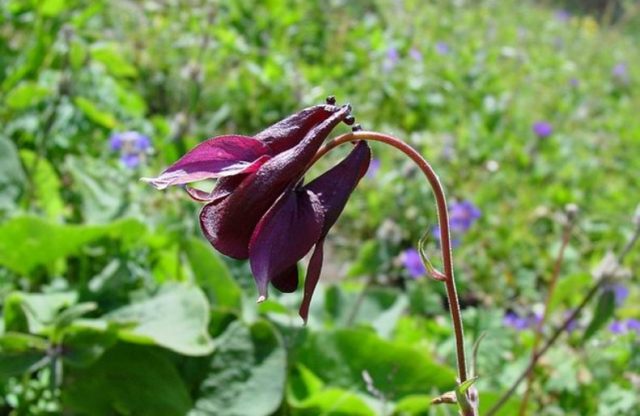 Aquilegia (catchment): photo of flowers in the flower bed and in the garden