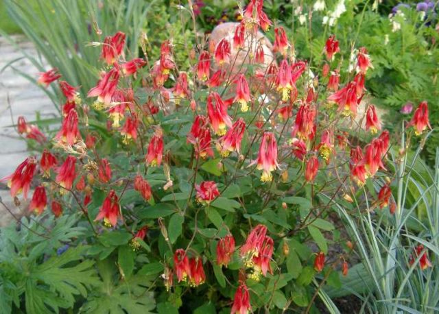 Aquilegia (catchment): photo of flowers in the flower bed and in the garden