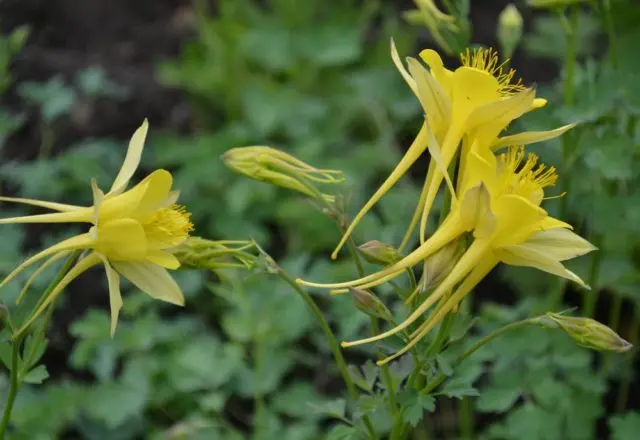 Aquilegia (catchment): photo of flowers in the flower bed and in the garden