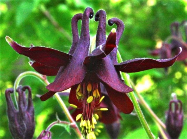 Aquilegia (catchment): photo of flowers in the flower bed and in the garden