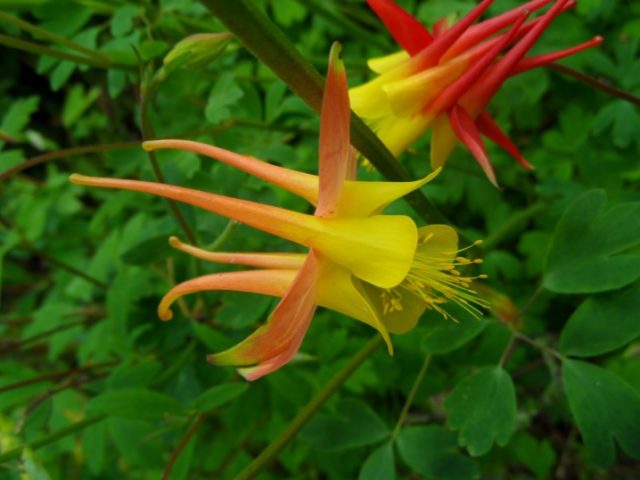 Aquilegia (catchment): photo of flowers in the flower bed and in the garden