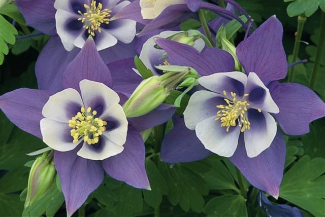 Aquilegia (catchment): photo of flowers in the flower bed and in the garden