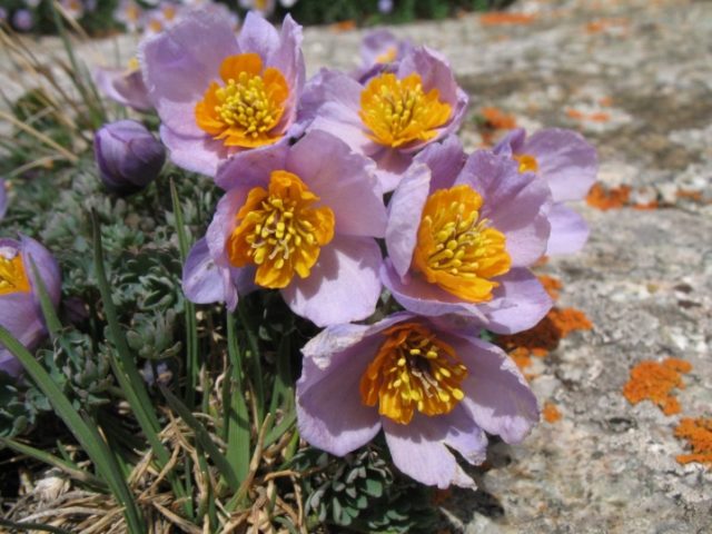 Aquilegia (catchment): photo of flowers in the flower bed and in the garden