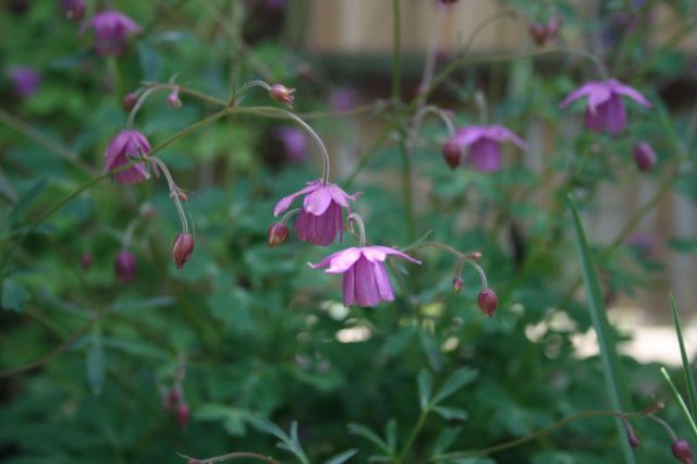 Aquilegia (catchment): photo of flowers in the flower bed and in the garden