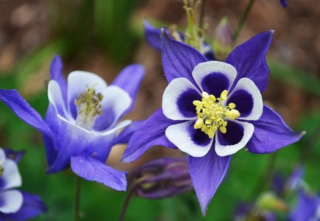 Aquilegia (catchment): photo of flowers in the flower bed and in the garden