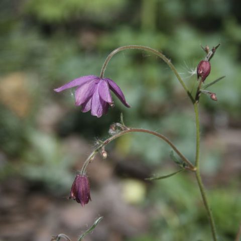 Aquilegia (catchment): photo of flowers in the flower bed and in the garden