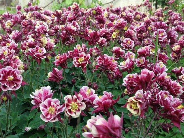 Aquilegia (catchment): photo of flowers in the flower bed and in the garden