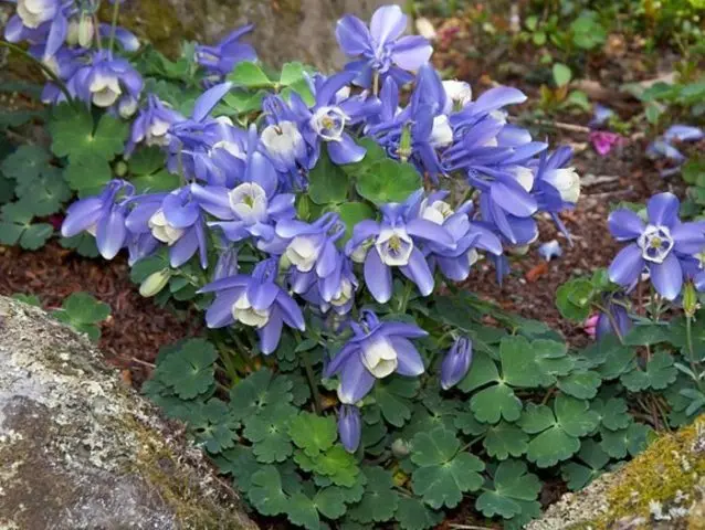 Aquilegia (catchment): photo of flowers in the flower bed and in the garden