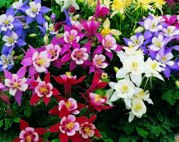 Aquilegia (catchment): photo of flowers in the flower bed and in the garden