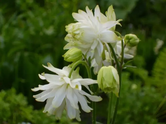 Aquilegia (catchment): photo of flowers in the flower bed and in the garden