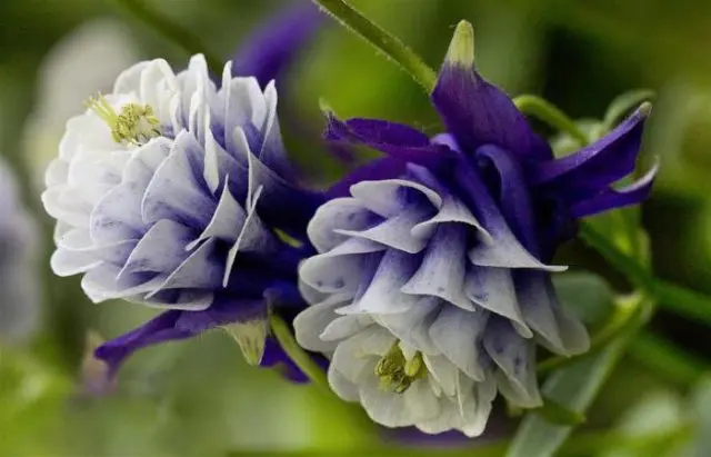 Aquilegia (catchment): photo of flowers in the flower bed and in the garden