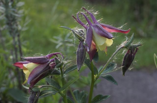 Aquilegia (catchment): photo of flowers in the flower bed and in the garden