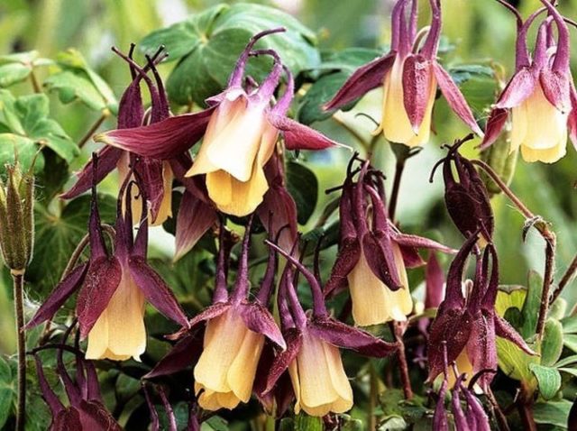 Aquilegia (catchment): photo of flowers in the flower bed and in the garden