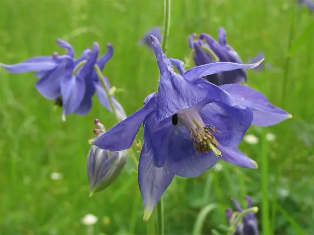 Aquilegia (catchment): photo of flowers in the flower bed and in the garden