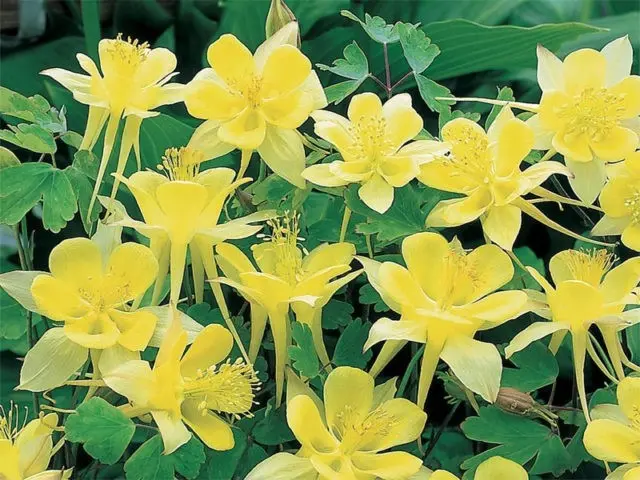 Aquilegia (catchment): photo of flowers in the flower bed and in the garden