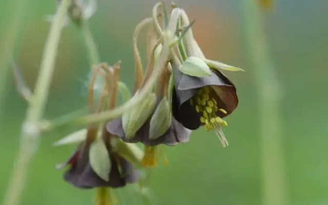 Aquilegia (catchment): photo of flowers in the flower bed and in the garden