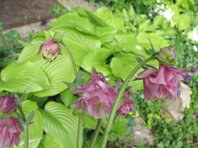 Aquilegia (catchment): photo of flowers in the flower bed and in the garden