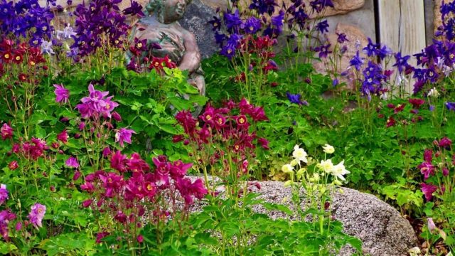 Aquilegia (catchment): photo of flowers in the flower bed and in the garden