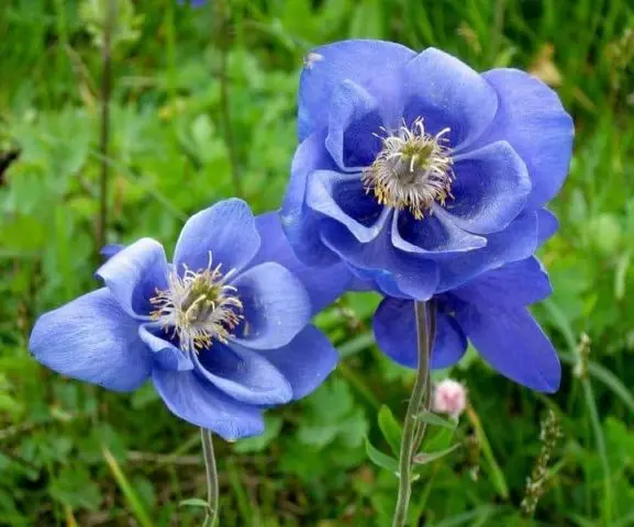 Aquilegia (catchment): photo of flowers in the flower bed and in the garden