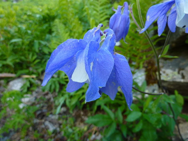 Aquilegia (catchment): photo of flowers in the flower bed and in the garden