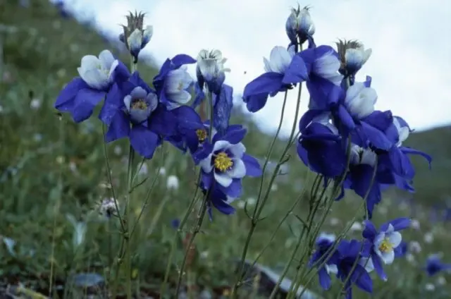 Aquilegia (catchment): photo of flowers in the flower bed and in the garden