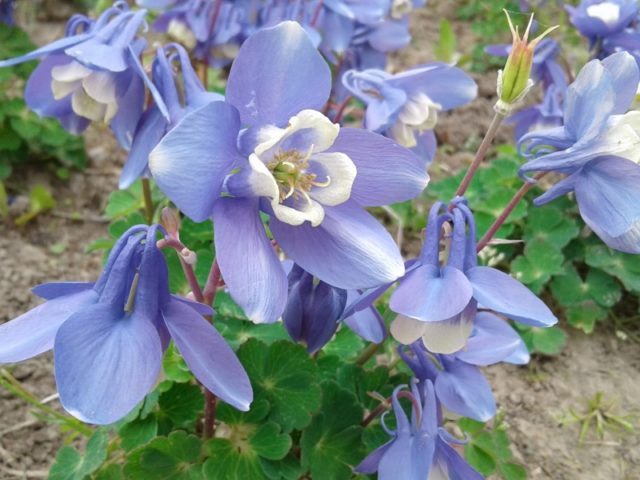 Aquilegia (catchment): photo of flowers in the flower bed and in the garden