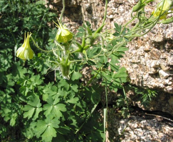 Aquilegia (catchment): photo of flowers in the flower bed and in the garden