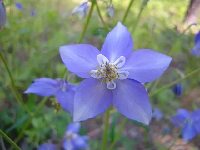 Aquilegia (catchment): photo of flowers in the flower bed and in the garden