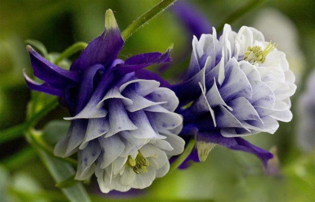 Aquilegia: planting and care in the open field