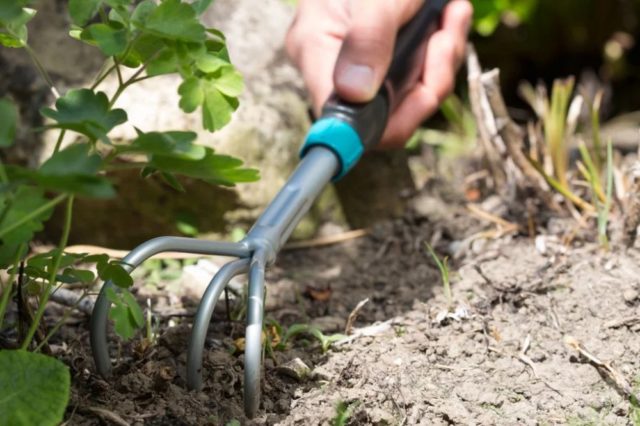 Aquilegia: planting and care in the open field