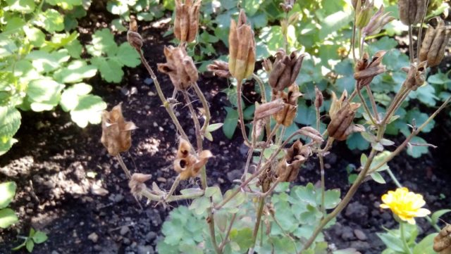 Aquilegia: planting and care in the open field