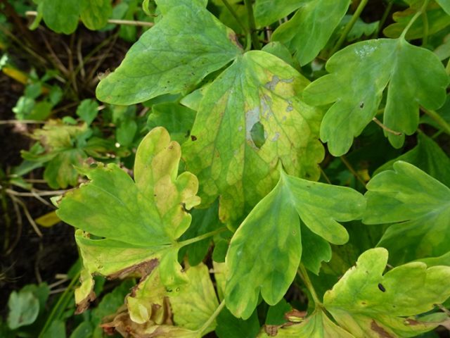 Aquilegia: planting and care in the open field