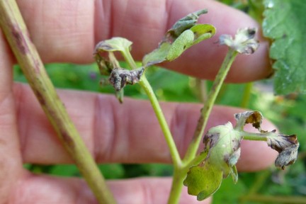 Aquilegia: planting and care in the open field