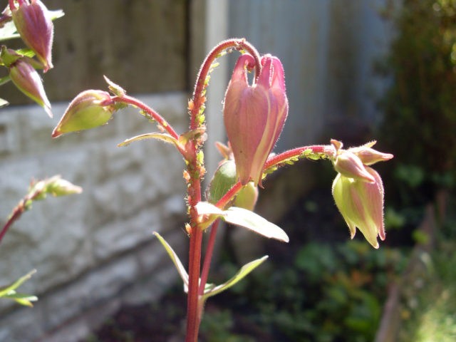 Aquilegia: planting and care in the open field