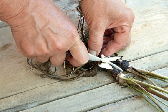 Aquilegia: planting and care in the open field