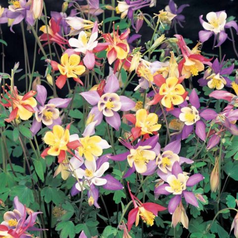 Aquilegia: planting and care in the open field