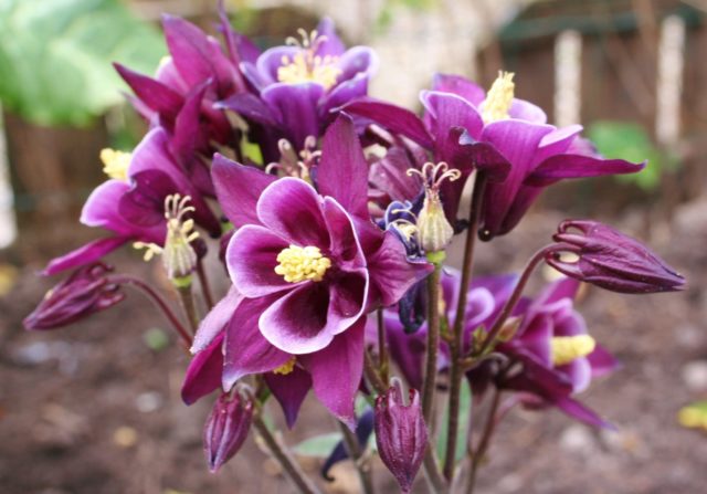 Aquilegia: planting and care in the open field