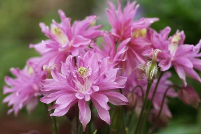 Aquilegia terry: planting and care