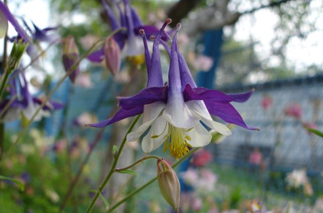 Aquilegia terry: planting and care